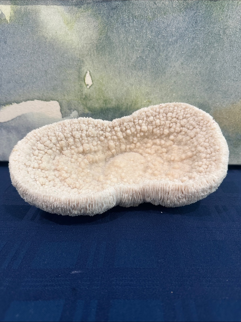 Large Piece of Coral
